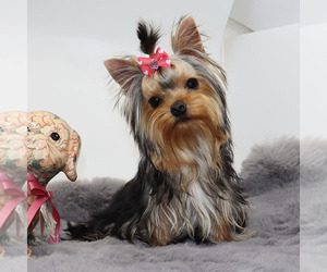Yorkshire Terrier Puppy for sale in LOS ANGELES, CA, USA