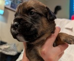 Puppy Alfredo Boxer