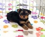 Oscar - Male Yorkshire Terrier Puppy for Sale - Photo #9