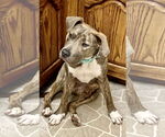 Small #2 American Pit Bull Terrier-American Staffordshire Terrier Mix