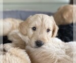 Small Photo #3 Goldendoodle Puppy For Sale in PECK, KS, USA