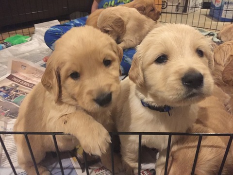 View Ad: Golden Retriever Litter of Puppies for Sale near ...