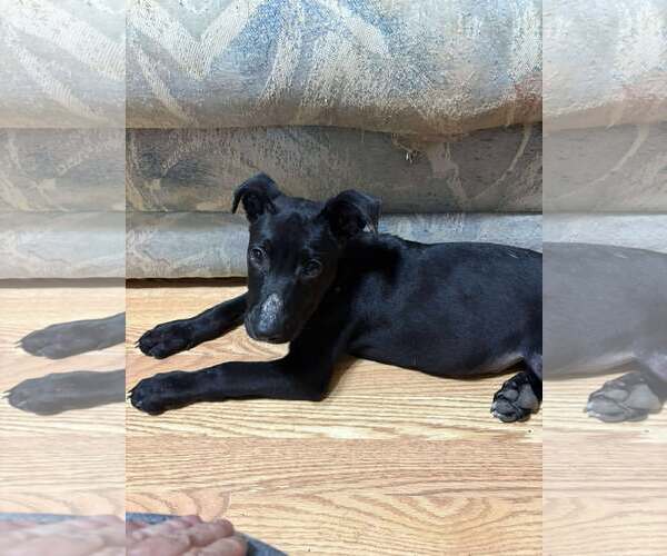 Medium Photo #3 Labrador Retriever-Unknown Mix Puppy For Sale in Spring Lake, NC, USA