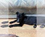 Small #2 Labrador Retriever Mix