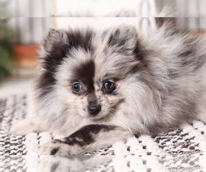 Pomeranian Puppy for sale in NAPLES, FL, USA