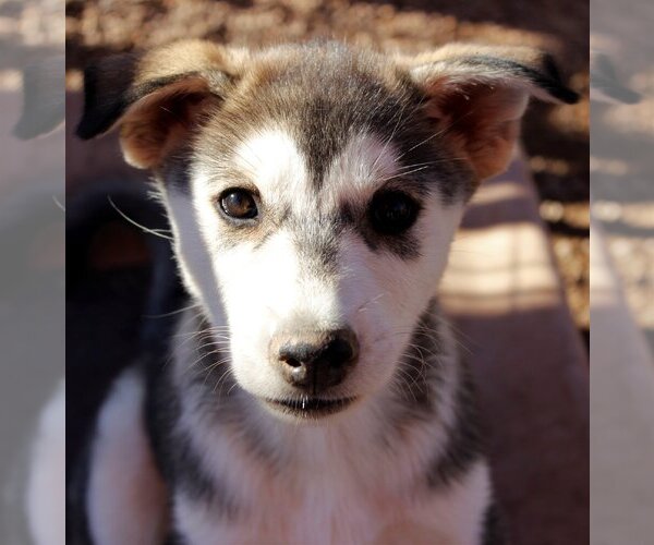 Medium Photo #5 Siberian Husky-Unknown Mix Puppy For Sale in Cedar Crest, NM, USA