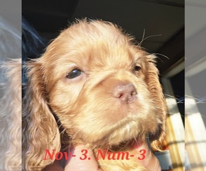 Colonial Cocker Spaniel Puppy for sale in HOLYOKE, MA, USA