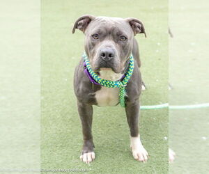 American Pit Bull Terrier-Unknown Mix Dogs for adoption in Boston, MA, USA