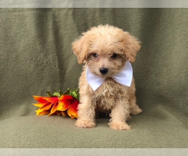 Medium Photo #11 Morkie-Poodle (Miniature) Mix Puppy For Sale in LAKELAND, FL, USA