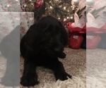 Small Photo #33 Labradoodle Puppy For Sale in ROBERTA, GA, USA