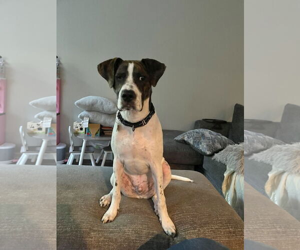 Medium Photo #13 Lab-Pointer Puppy For Sale in Rockaway, NJ, USA