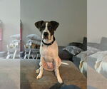 Small #12 Lab-Pointer
