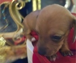 Small Photo #45 Dachshund Puppy For Sale in SAINT CLOUD, FL, USA