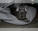 Small Photo #4 French Bulldog Puppy For Sale in SCHERERVILLE, IN, USA