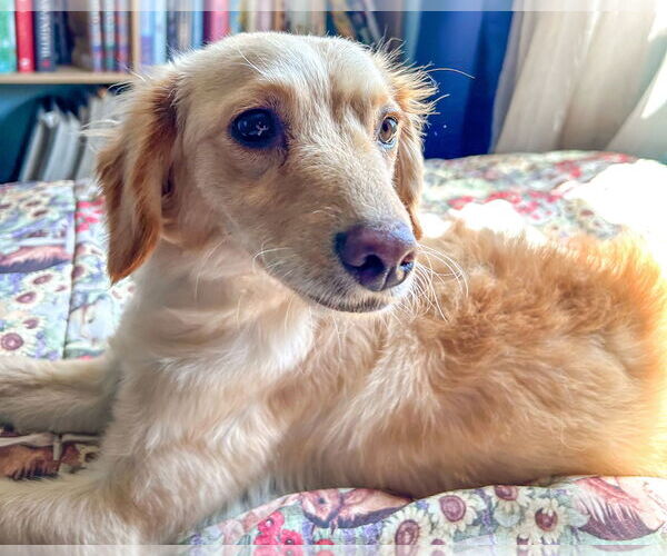Medium Photo #3 Chihuahua-Cocker Spaniel Mix Puppy For Sale in Corona, CA, USA