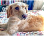 Small #2 Chihuahua-Cocker Spaniel Mix