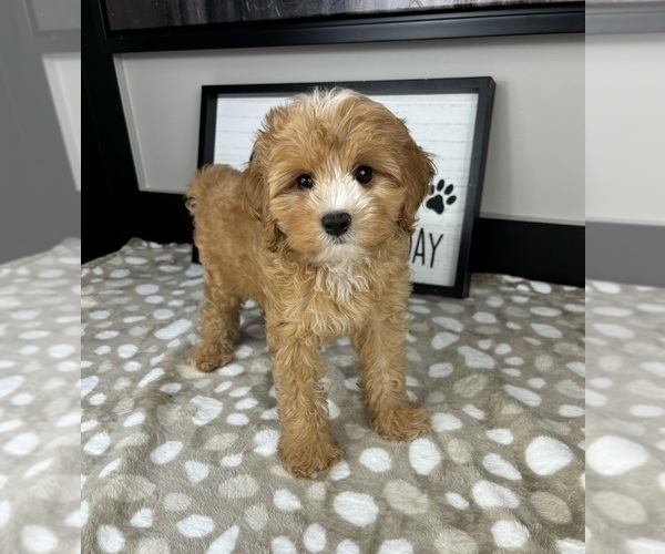 Medium Photo #4 Cavapoo Puppy For Sale in INDIANAPOLIS, IN, USA