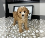 Small #3 Cavapoo