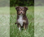 Small #1 Miniature Australian Shepherd