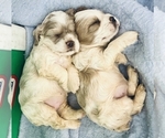 Image preview for Ad Listing. Nickname: Litter of 4