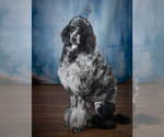 Small Photo #2 Poodle (Standard) Puppy For Sale in CONCORD, NC, USA