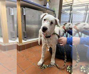 Dogo Argentino-Unknown Mix Dogs for adoption in Camarillo, CA, USA