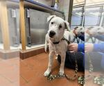 Small Dogo Argentino Mix