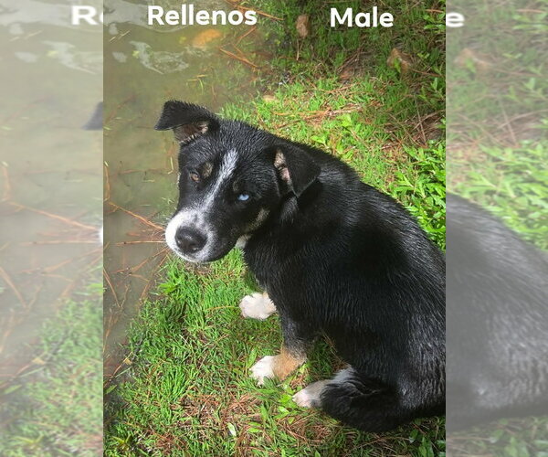 Medium Photo #2 Retriever -Unknown Mix Puppy For Sale in Canton, CT, USA