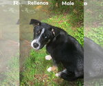 Small #1 Retriever  Mix