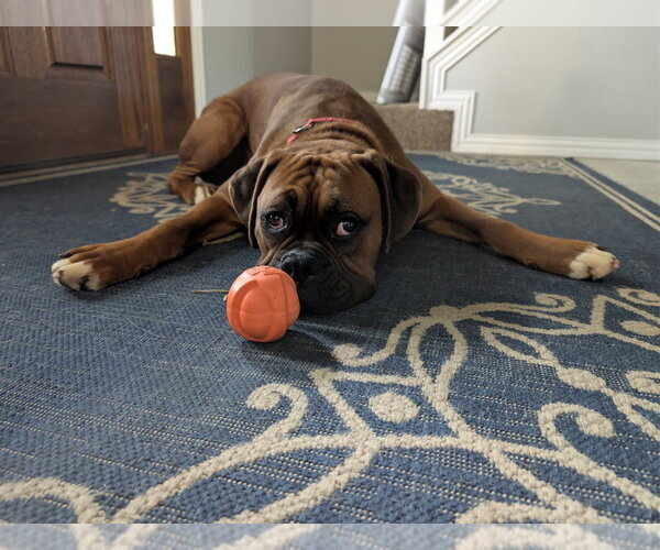 Medium Photo #3 Boxer Puppy For Sale in Austin, TX, USA