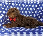 Small Photo #4 Poodle (Miniature)-Shepadoodle Mix Puppy For Sale in GLEN ROCK, PA, USA