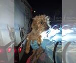 Small Poodle (Miniature) Mix
