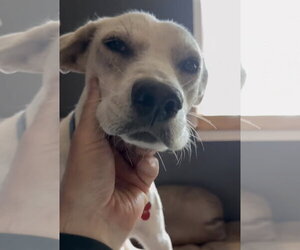 Didi - Female Mutt Dog for Adoption - Photo #4
