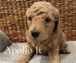 Puppy Apollo Jr Poodle (Miniature)