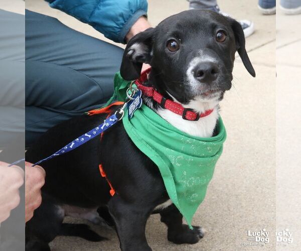 Medium Photo #1 Chihuahua-Unknown Mix Puppy For Sale in Washington, DC, USA