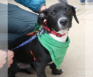 Chihuahua-Unknown Mix Dogs for adoption in Washington, DC, USA