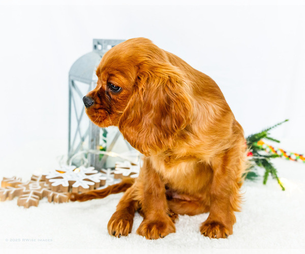 Medium Photo #49 Cavalier King Charles Spaniel Puppy For Sale in WAKARUSA, IN, USA