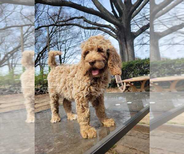 Medium Photo #12 Goldendoodle Puppy For Sale in WASHINGTON, DC, USA