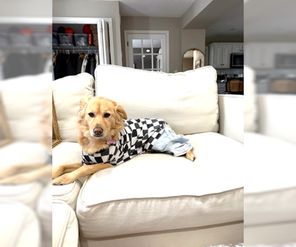 Medium Photo #2 Australian Retriever Puppy For Sale in East Derry, NH, USA