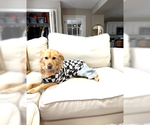 Small #1 Australian Retriever