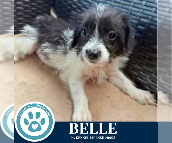 Medium Photo #1 Mutt Puppy For Sale in Kimberton, PA, USA