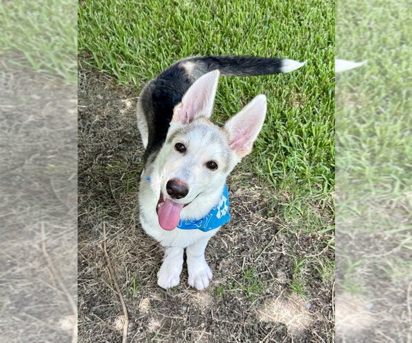 Medium Photo #4 Siberian Husky-Unknown Mix Puppy For Sale in San Leon, TX, USA