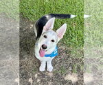 Small #3 Siberian Husky Mix