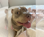 Small American Staffordshire Terrier Mix