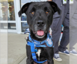 Small Photo #24 Labrador Retriever-Unknown Mix Puppy For Sale in Bethesda, MD, USA