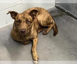 Plott Hound-Unknown Mix Dogs for adoption in Tavares, FL, USA