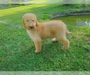 Goldendoodle Puppy for sale in LIZELLA, GA, USA