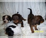 Small #1 Dachshund