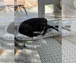 Small #11 Labrador Retriever Mix
