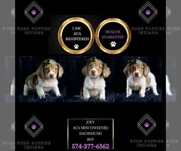 Medium Photo #7 Dachshund Puppy For Sale in WARSAW, IN, USA